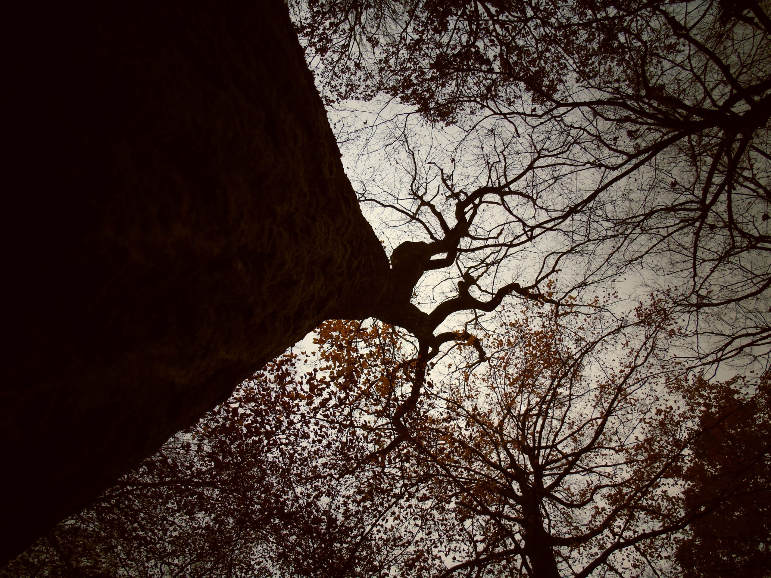 an old tree depicting the idea of Long-Term Business Growth